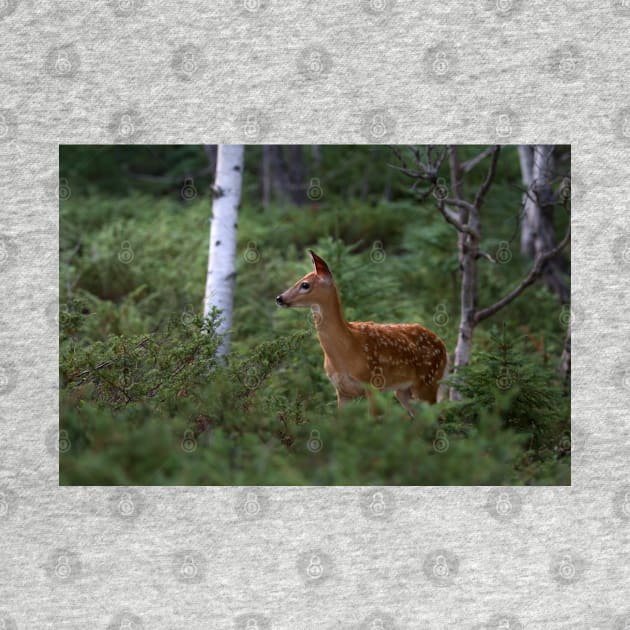 White-tailed Deer Fawn in Junipers by Jim Cumming